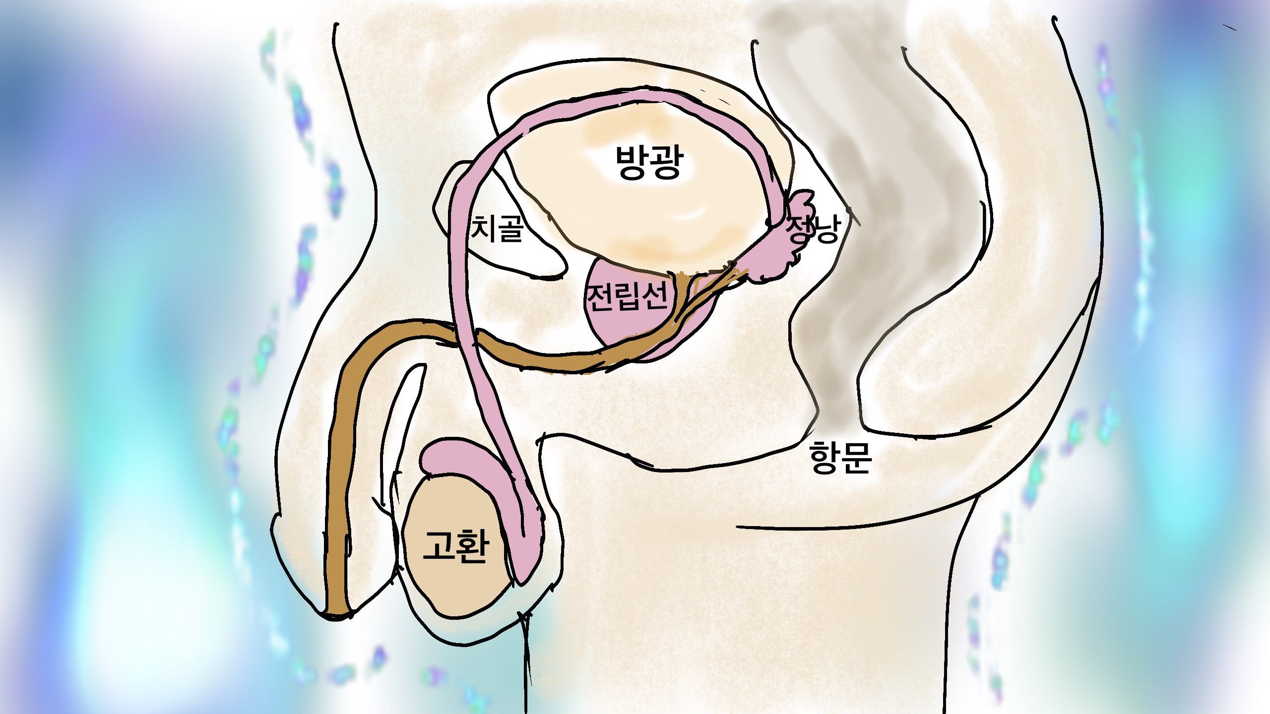 자지에 대한 단상